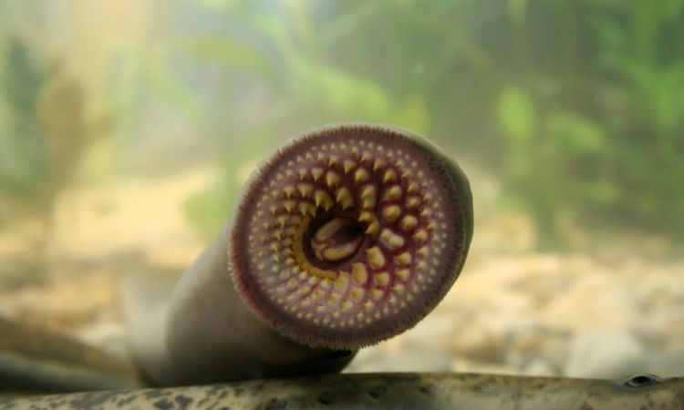 Lamprey Lamprey