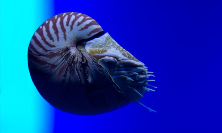 Nautilus Nautilus