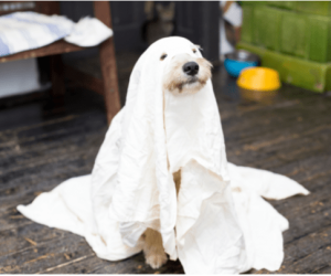 Best Ways to Make Halloween Fun For Your Dog
