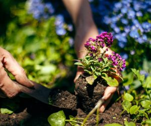 <strong>A Guide to Choosing The Best Soil Mix For Your Garden</strong>