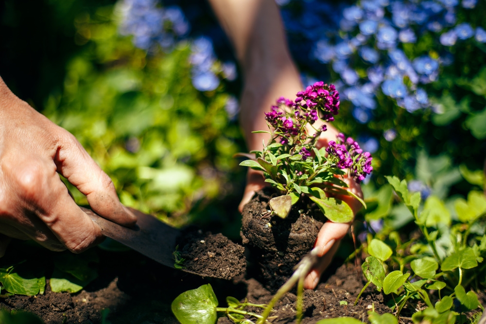 Man sowing a plant.