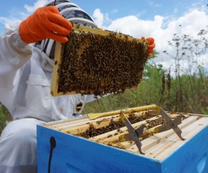 Top 5 Essential Beekeeping Equipments You Need For Apiculture
