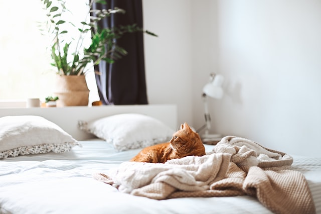 gaelle-marcel-awYrEHKWEk4-unsplash gaelle-marcel-awYrEHKWEk4-unsplash