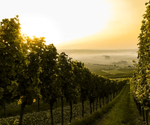 6 Beautiful Wine Destinations You Should Visit