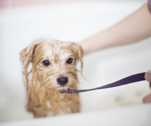 5 Essential Dog Grooming Tips For Summer 
