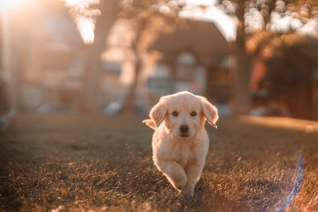 cristian-castillo-73pyV0JJOmE-unsplash cristian-castillo-73pyV0JJOmE-unsplash