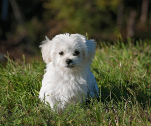 Creating A Safe Backyard for Your Pet Dog