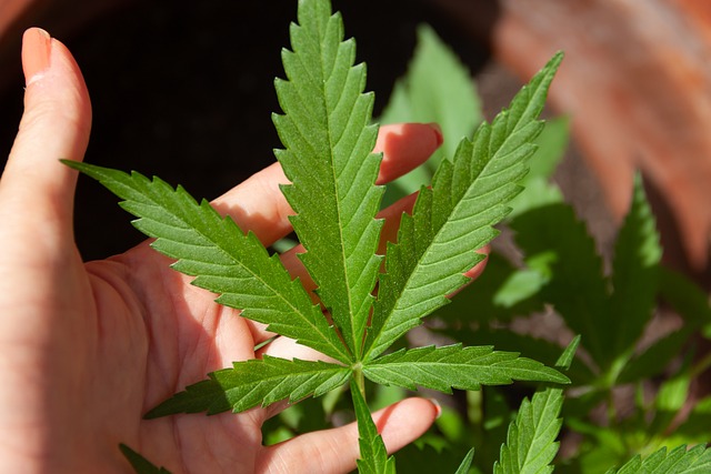 cannabis-5003417_640 cannabis-5003417_640