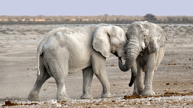 elephants-1170108_640