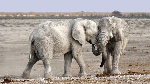 elephants-1170108_640 elephants-1170108_640