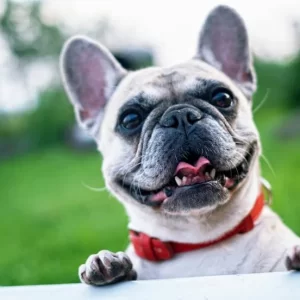 french-bulldog-summer-smile-joy-160846-1-300x300 french-bulldog-summer-smile-joy-160846-1-300x300
