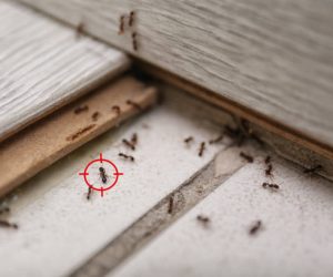 You Can Protect Your Home From Pests That Cause Damages – Here’s How