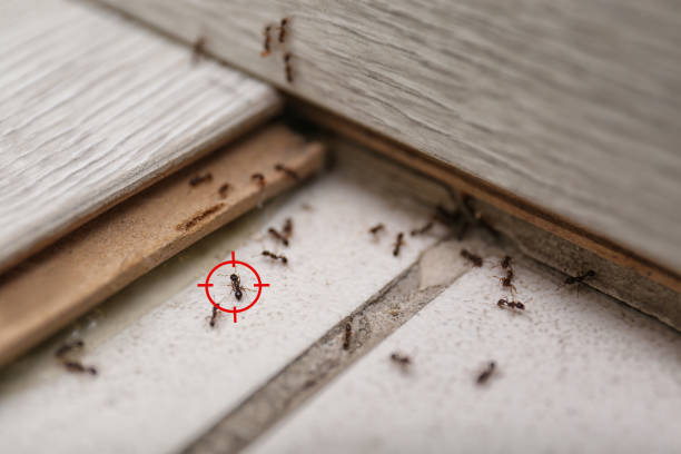 You Can Protect Your Home From Pests That Cause Damages - Here’s How