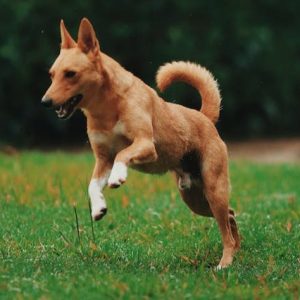 pexels-matheus-bertelli-1906153-300x300