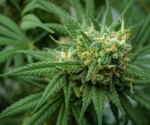 Exploring the Health Benefits of a Premium Cannabis Flower