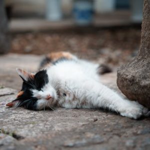 pexels-declan-sun-17608004-300x300