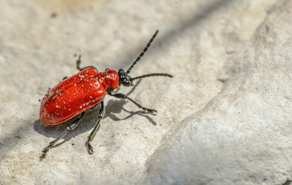 scarlet-lily-beetle-6389888_1920-1024x649