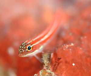 The Fascinating World of Saltwater Goby Fish: Types and Characteristics