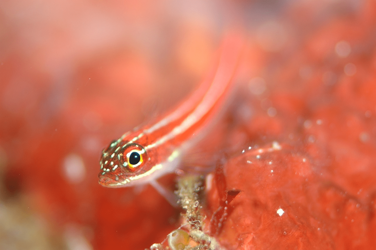 The Fascinating World of Saltwater Goby Fish: Types and Characteristics