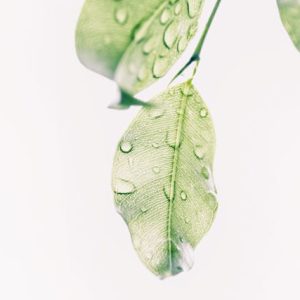 pexels-min-an-1654255-300x300 pexels-min-an-1654255-300x300
