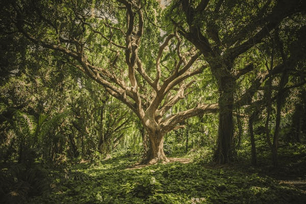 The Benefits of Regular Tree Inspections and Assessments