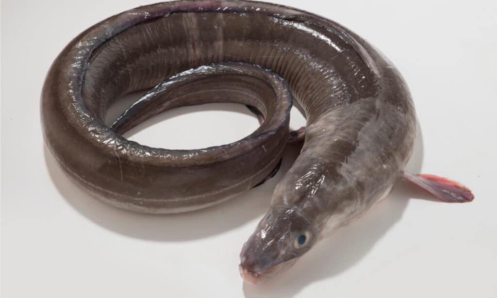 Do Eels Have Reproductive Organs?