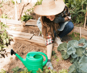 Why Riga Greenhouses Are the Hidden Gem of Backyard Gardening