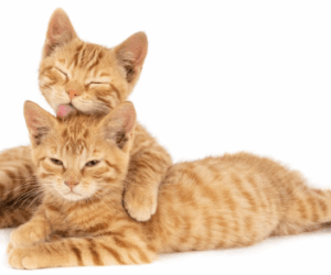 Top 10 Signs Your Cat Is in Heat (and What to Do About It)