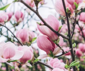 From Magnolias to Maples: The Best Trees for a Beautiful Yard